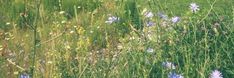 wildflowers and grasses growing in a field