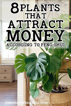 a houseplant with the words 8 plants that attract money according to feng shu