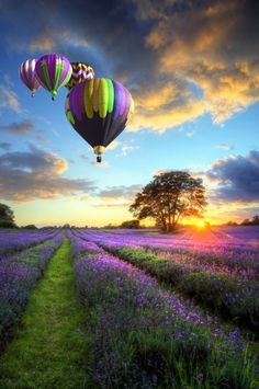 two hot air balloons flying over a lavender field at sunset with the sun going down