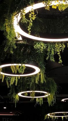 some plants hanging from the ceiling in a room with lights on and round rings around them