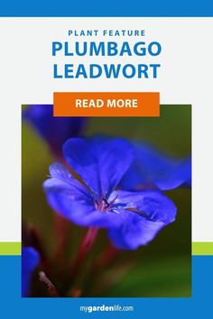 a blue flower with the words plant feature plumpago leadworth read more