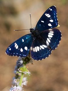 Southern White Admiral Butterfly... Adorable might not be quite the right word, but it is definitely beautiful! Admiral Butterfly, Regnul Animal, Moth Caterpillar, Animal Reference, Beautiful Bugs, Butterfly Pictures, Airbrush Art, Butterfly Garden, Butterfly Flowers