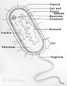 an animal cell labeled in the diagram below it's name and labels on its structure