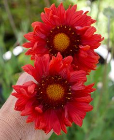 two red flowers are being held in someone's hand