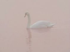 a white swan floating on top of a body of water in the middle of fog