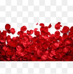 red rose petals on a white background png clipart rhpk com