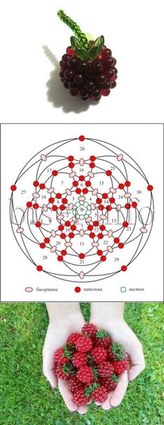 the diagram shows how raspberries are arranged in different positions and sizes, including one with