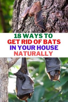 Bats, being in their development phase need a conducive atmosphere to end their menaces especially with regards to behavioral experiences. If you have a high population of bats, then the steps to deal with them should be done as per the regulations. How To Get Rid Of Bats In Attic, How To Get Rid Of Bats In House, Bat Deterrent, Bats In Attic, Bat Repellent, Getting Rid Of Bats, Animal Tips, Get Rid Of Spiders, Bat House