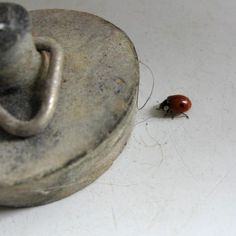 a lady bug sitting on top of a white table