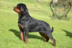 a black and brown dog standing on top of a lush green grass covered field next to a metal chain