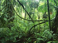 the jungle is full of green plants and trees