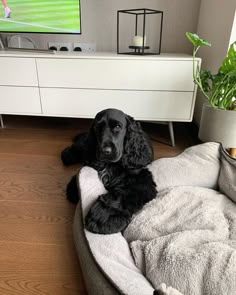 a black dog laying on top of a bed in front of a tv