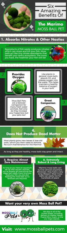 an info sheet describing the different types of algaes