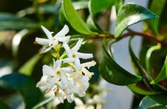 the white flowers are blooming on the tree