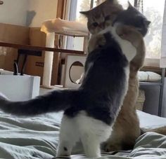 two cats playing with each other on top of a bed in front of a window