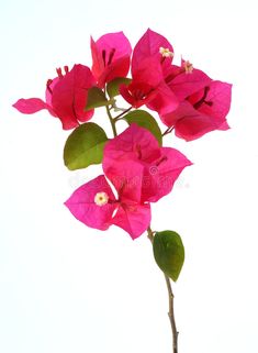 pink flowers with green leaves against a white background