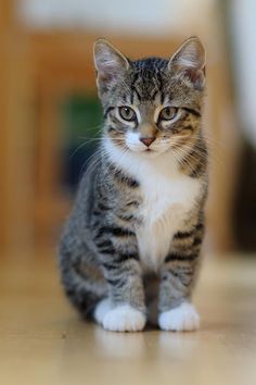 a small kitten sitting on top of a hard wood floor