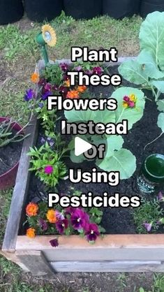 the garden is full of flowers and plants with words over it that read plant these flowers instead of using pesticides