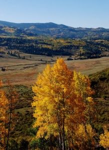 an autumn scene with yellow and orange trees in the foreground, mountains in the background