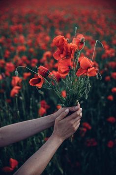 a person holding a bunch of flowers in front of a large field with red flowers