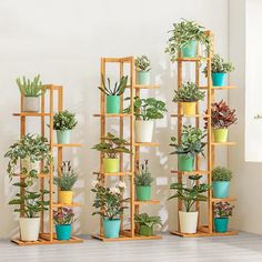 there are many potted plants on the shelves