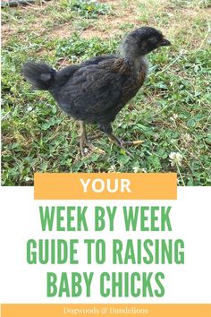 a baby chick exploring the yard Starting Chicks Raising Chickens, Chicken Fenced In Area, 1st Time Chicken Owner, New Chicken Owners, Chicken Growth Chart, How To Raise Chicks, What To Feed Chicks By Age, Baby Chick Checklist, Getting Chickens For The First Time