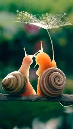 two snails are kissing under an umbrella on the same snail's back, while another one looks up at it