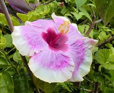 a pink and white flower in the middle of some green leaves with purple flowers around it