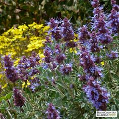 purple and yellow flowers are in the foreground, with other wildflowers in the background