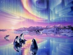 two orca's swimming in the water under an aurora bore