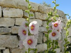 pink flowers growing out of the cracks in a stone wall