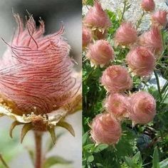 three different types of flowers in the same photo, one is pink and the other has green leaves