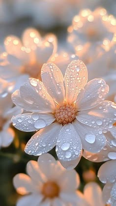 Tela Iphone, Iphone Wallpaper Stills, Daisy Wallpaper, New Wallpapers, Pretty Landscapes, Wallpaper Nature, Beautiful Flowers Wallpapers