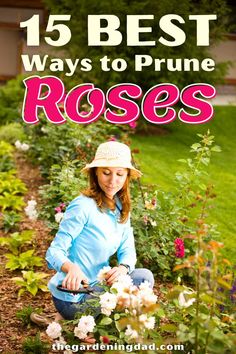 Do you want to learn how to prune your roses? Use these 15 tips as a guide to pruning your roses. #thegardeningdad #roses #prune Planting Flowers From Seeds, Dad To Be, Types Of Roses, Indoor Plant Care