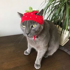 a gray cat wearing a red knitted strawberry hat sitting on a table next to a potted plant