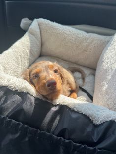 a brown dog laying in the back seat of a car with his head resting on a blanket