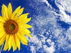 a large sunflower in front of a blue sky with clouds