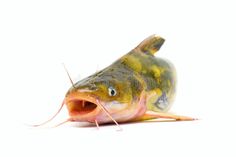 a dead fish with its mouth open on a white background