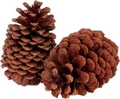 two large pine cones sitting next to each other