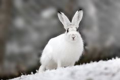 a white rabbit standing on top of snow covered ground