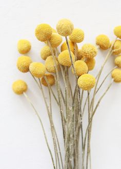 Golden Yellow Billy Button Bundle Dried Summer Flowers, Safari Flower Arrangements, Billy Button Flowers, Retro Flower Arrangements Vintage, Craspedia Bouquet, Yellow Flowers Aesthetic, Mustard Yellow Flowers, Dried Floral Arrangements, Craspedia Globosa