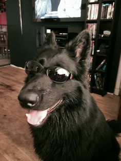 a black dog wearing sunglasses sitting on the floor in front of a flat screen tv