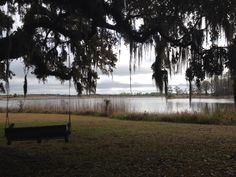 a park bench sitting under a tree next to a lake with moss hanging from it