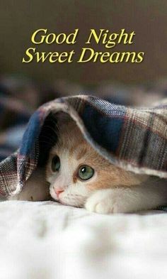 an orange and white cat peeking out from under a blanket that says good night sweet dreams