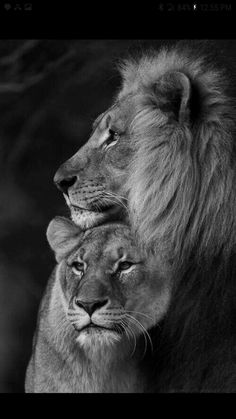 two lions sitting next to each other on a black and white background, one is hugging the other