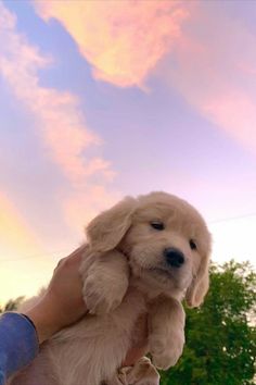 a person holding a puppy up in the air with trees and clouds in the background