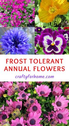 Pink Alyssum, purple pansy, blue corn flower, yellow poppy, pink African daisy. Annual Flower Beds, Flower Planting Guide, Cold Climate Gardening, Gardening For Dummies, Flower Garden Plans, Garden Shrubs, Garden Help, Annual Flowers