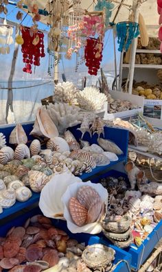 various seashells and other sea shells are on display in a market stall at the beach