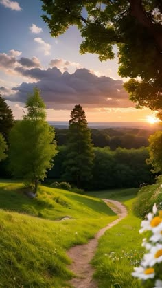 the sun is setting over a lush green field with white daisies and trees in the foreground