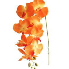 an orange flower on a white background